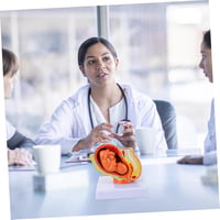 Healeved Anatómiai Magzat Modell - Élethű Méh és Embrió Szemléltető Eszköz Orvostanhallgatók és Szülésznők Számára, 12x11x11 cm, PVC 3