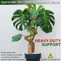 Hajlítható kókuszrost növénytámasz karó Monstera és Pothos növényekhez, 2 db, 48 hüvelykes, kézzel készített, kúszónövény rögzítő 3