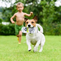 Puha Plüss Üdítős Doboz Csörgő Játék Kutyáknak - 2 db-os Szett 7