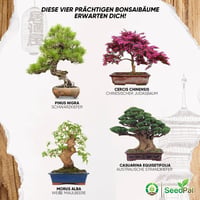 Bonsai Nevelő Készlet 4 Fajta Maggal - Ajándék Szett Útmutatóval 3