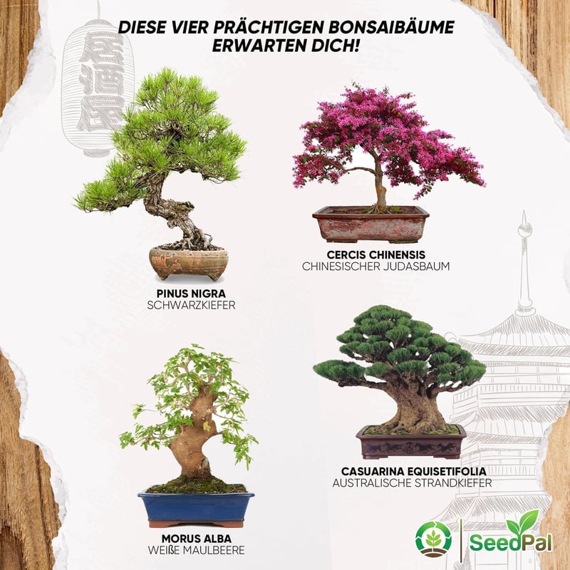 Bonsai Nevelő Készlet 4 Fajta Maggal - Ajándék Szett Útmutatóval
