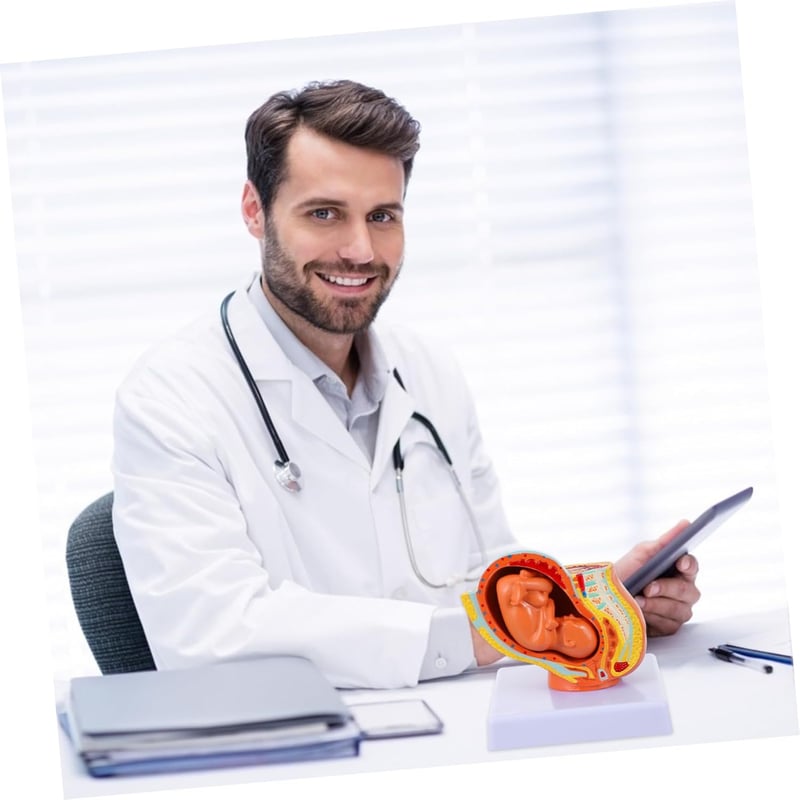 Healeved Anatómiai Magzat Modell - Élethű Méh és Embrió Szemléltető Eszköz Orvostanhallgatók és Szülésznők Számára, 12x11x11 cm, PVC