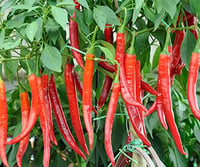 Cayenne Csípős Paprika Vetőmag 3