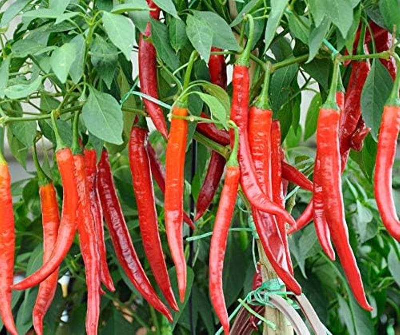 Cayenne Csípős Paprika Vetőmag
