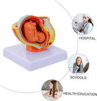 Healeved Anatómiai Magzat Modell - Élethű Méh és Embrió Szemléltető Eszköz Orvostanhallgatók és Szülésznők Számára, 12x11x11 cm, PVC 8