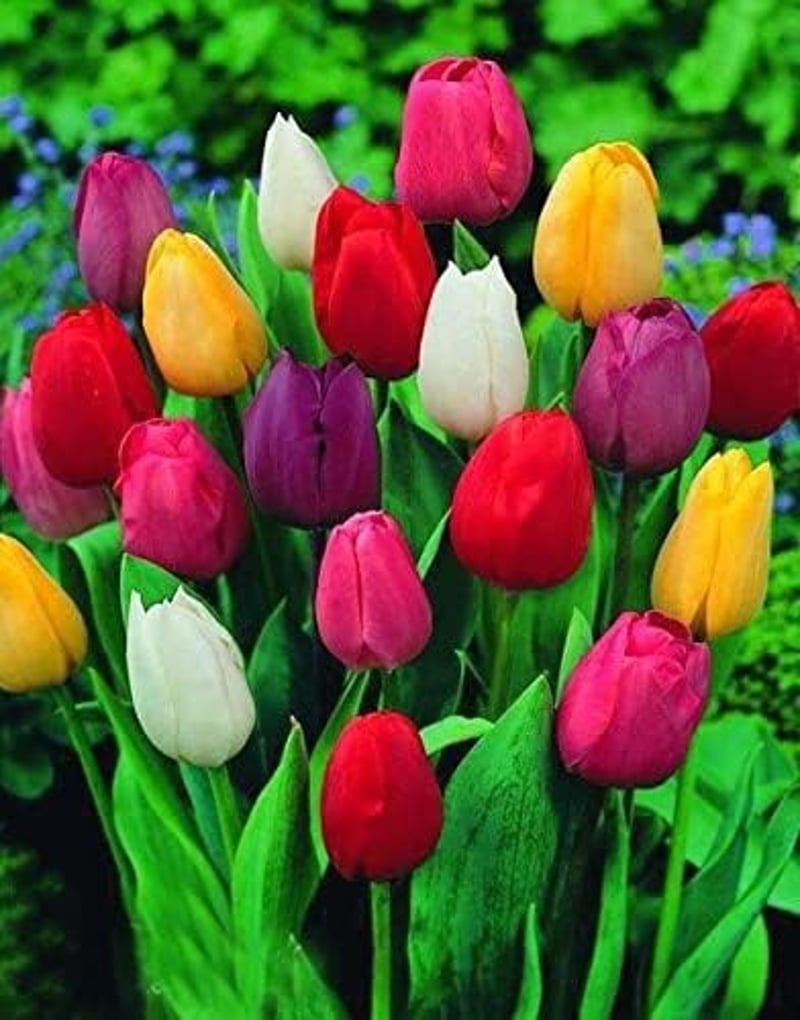 30 db vegyes tulipán - kiváló minőségű hagymák (30)