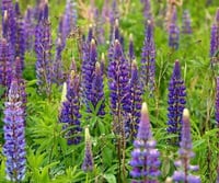 La Verde Kék Csillagfürt Vetőmag 1000g - Talajjavító Növény, Fagyálló, Magas Csírázási Arány, Kertészkedéshez, GMO-mentes 3