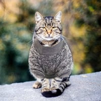 Szürke L-es Téli Kutyapulóver - Mosható, Divatos, Kis-Közepes Kutyáknak 6