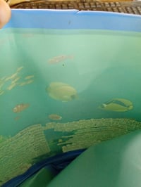 Piscină pliabilă pentru copii și câini TOPWAYS, pentru grădină, 152x25 cm, model cu delfini, fără umflare 3