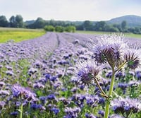 Floveg GmbH Phacelia Talajjavító Vetőmag 400g - Lila Virágú, GMO-mentes, Kültéri Növény, Magas Csírázási Arány, 100cm Magasságig 3
