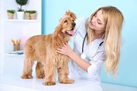 Teljes GSSFASHION kölyökkutya és cica nevelő készlet, cumisüveggel és kiegészítőkkel 5