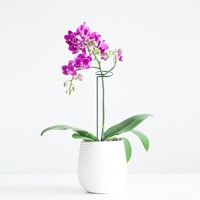 Reagia 40 cm-es acél növénytámasz, 10 db - virágokhoz, zöldségekhez 6