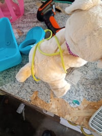 BABY Born My Dog Lucky interaktív plüss kutya játék 5 — hibás, részben működik: törött jobb hátsó láb (állapot: lásd a 2. képet) 2
