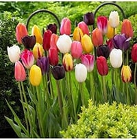 30 db vegyes tulipán - kiváló minőségű hagymák (30) 2