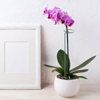 Reagia 40 cm-es acél növénytámasz, 10 db - virágokhoz, zöldségekhez 5