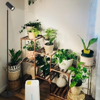 Rayofly 40W Teljes Spektrumú LED Növénylámpa - Állítható Magasságú Beltéri Növényvilágítás Időzítővel 4/8/12H, Fekete Állványos Lámpa Nagy N 9