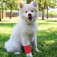 Annhao Öntapadó Rugalmas Kötszer 12 Tekercs - 5cm x 4.5m Sport Bandázs Kézre, Lábra, Térdre - Légáteresztő Elasztikus Fásli 12 Színben 6