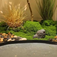 AQCQDQ Dekoratív Moha Fal 100x100cm Smaragdzöld Moha Kép Faldekoráció 7