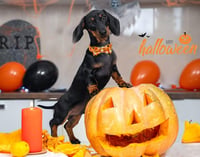 ARING PET Halloween kutyanyakörv tökös masnival, állítható méret, kicsi-nagy kutyáknak 5