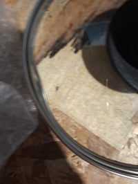 Zanetti stakleni poklopac s ručkom za lonac i tavu, promjer 18 cm — neispravan, djelomično funkcionalan: oštećen na dva mjesta (stanje: vidi drugu sliku) 3