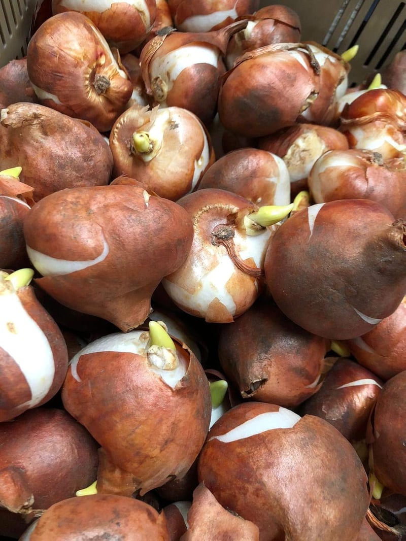30 db vegyes tulipán - kiváló minőségű hagymák (30)