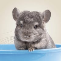 Beaphar Care+ Nisip pentru baie pentru șinșile - Nisip absorbant pentru umiditate și excesul de grăsime - 1,3 kg 5