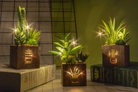BEGONDIS Umjetni sukulenti s LED rasvjetom, u drvenoj kutiji - 3 komada 2