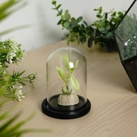 Belle Vous üvegharang fekete fa talppal 9,7 cm dekoráció 4