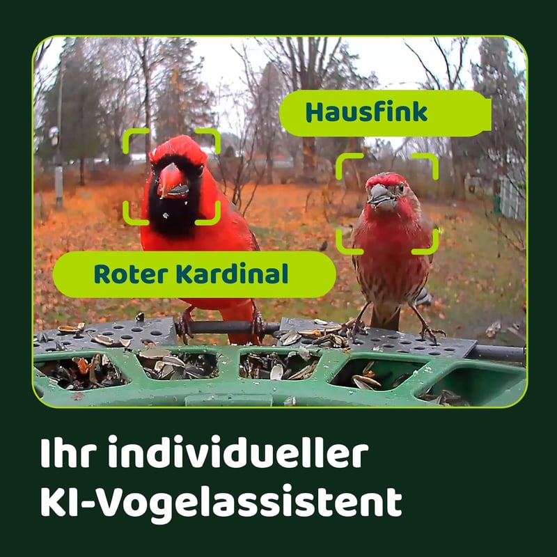 Birdfy 2 Pro Madáretető 2K Dupla Kamerával, Élő Madárfigyelés, AI Madárérzékelés, Vezeték Nélküli Etetőállomás, Lassított Videó, Automatikus