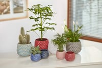Ghiveci de flori din ceramică Bloomingville Pinecone, decorațiune interioară, stil retro, mărimea S (diametru 9,5 cm), bleu 2