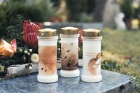 Bolsius nadgrobni lampion s motivom bijelog oblaka – 6 kom – 168 sati gorenja – mirisna, bez palminog ulja, pogrebna svijeća 4