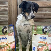 Bosch HPC Adult suha hrana za pse sa svježom peradi i prosom – za odrasle pse svih pasmina – 15 kg 5