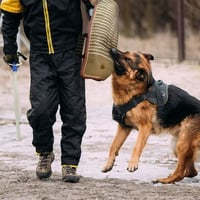 BOW CALICO kutyaharapás elleni kiképző karvédő pántos juta harapó hüvely piros fehér csíkos puskázáshoz védőkaromnak 2
