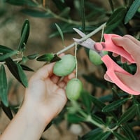 Bremorou 2db Fűszernövény Olló Rozsdamentes Acél Virág Bonsai Kert Metszőolló 5