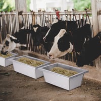 BREUAILY 2 darabos 9,5L rozsdamentes acél etető és itató csirkéknek, kecskéknek, lovaknak 6