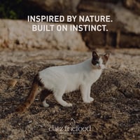 Hrană umedă pentru pisici catz finefood Purrrr Mistreț, monoproteică, N° 109, pentru pisici sensibile, cu 70% conținut de carne, 16 x 85 g 6