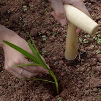 Plantator de bulbi Cerioll cu mâner din lemn, unealtă de plantat din oțel inoxidabil cu scală de măsurare, set pentru plantarea bulbilor de flori 4