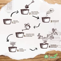 Bonsai Nevelő Készlet 4 Fajta Maggal - Ajándék Szett Útmutatóval 4