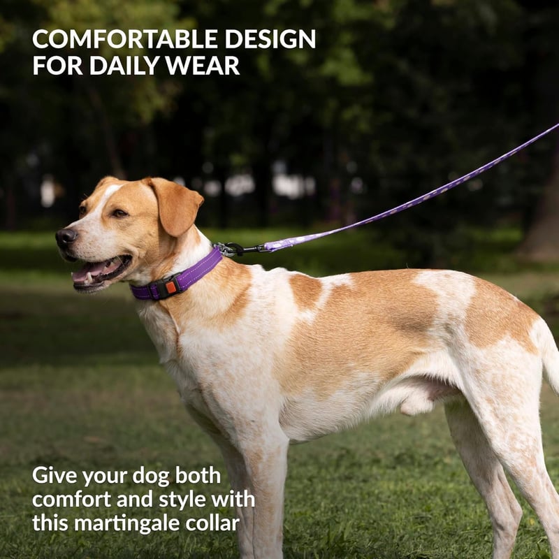 CollarDirect Reflektív Martingale Kutyanyakörv Láncos Edzéshez Lila S 30-37cm
