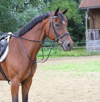 Martingală Covalliero Kerbl 323598 cu opritor, piele, negru, mărime ponei 2