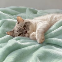 Mäkká flanelová deka CozyLux 150x200 cm, šalviovozelená - XL teplá deka na pohovku na štyri ročné obdobia, Oeko-Tex 100, 260 g/m² 4