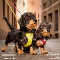 Postroj pre psov Curli Vest Harness Clasp Air-Mesh - svetlo hnedý, veľkosť L - priedušný sieťovinový materiál, ľahký postroj v štýle vesty 5