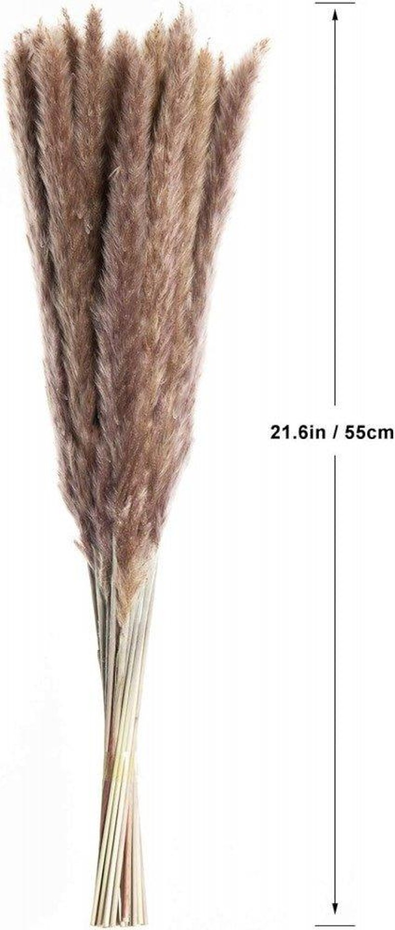 Barna Pampafű 30 db - Száraz Virág Dekoráció Esküvőre, Fotózáshoz
