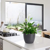 T4U 12 cm-es önöntöző virágcserép szett, 10 db fekete kaspó orchideákhoz, fűszernövényekhez 3