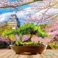 Bonsai Nevelő Készlet 4 Fajta Maggal - Ajándék Szett Útmutatóval 6