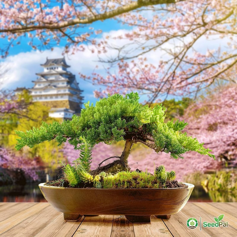 Bonsai Nevelő Készlet 4 Fajta Maggal - Ajándék Szett Útmutatóval