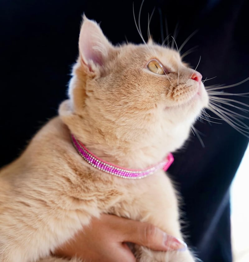 DAIHAQIKO Cica Nyakörv Csengővel és Kristályokkal - Kitten Macska Nyakörv Lányoknak