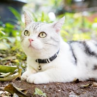 DAIHAQIKO Csillag és Hold Mintás Macska Nyakörv Csengővel és Rugalmas Biztonsági Szíjjal 4