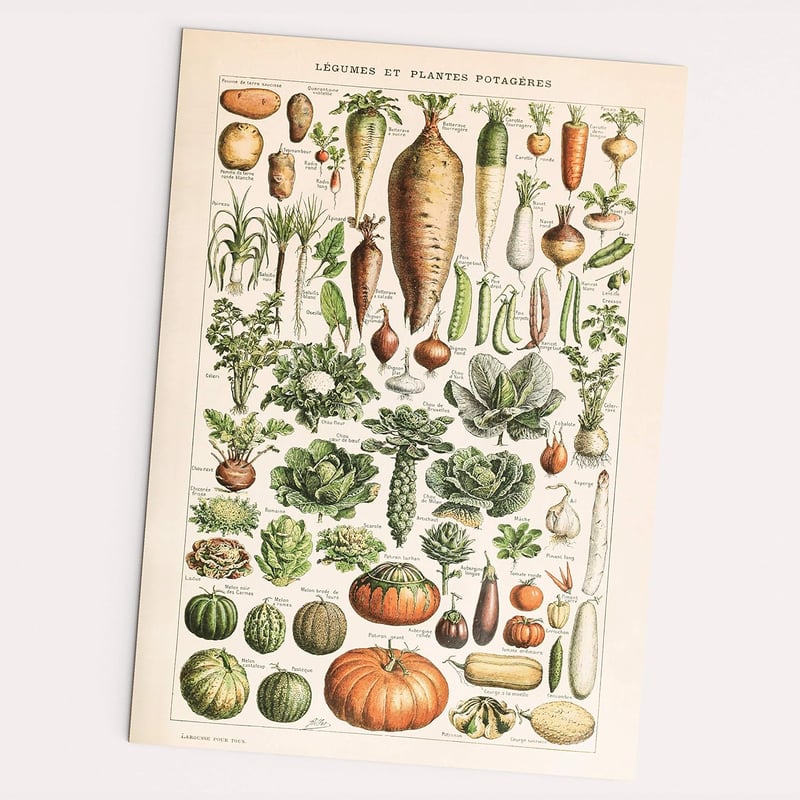 FOLLYGRAPH Vintage Poszter - Adolphe Millot 1909 Zöldségek és Konyhakerti Növények Reprodukció, Keret Nélkül, A2 Méret (42 x 60 cm)