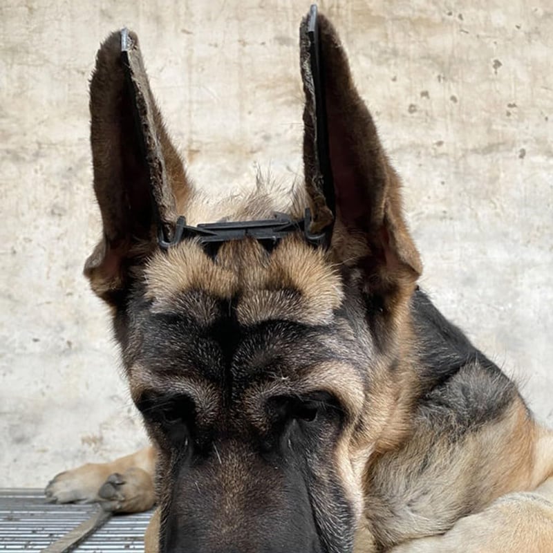 DONGKER Doberman Fülállító Készlet Kutyafülkezeléshez Szalagokkal